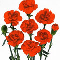 `JX